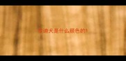 泰迪犬是什么颜色的