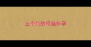 五个月的母猫怀孕
