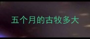 五个月的古牧多大