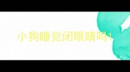 小狗睡觉闭眼睛吗