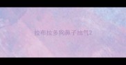 拉布拉多狗鼻子抽气