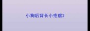 小狗后背长小疙瘩