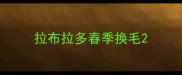 拉布拉多春季换毛