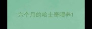 六个月的哈士奇喂养