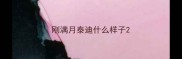 刚满月泰迪什么样子