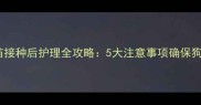 泰迪疫苗接种后护理全攻略5大注意事项确保狗狗健康