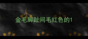 金毛脚趾间毛红色的