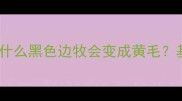 边境牧羊犬毛色全为什么黑色边牧会变成黄毛基因突变or品种特征