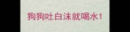 狗狗吐白沫就喝水