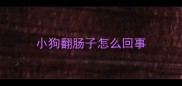 小狗翻肠子怎么回事