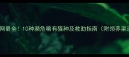 全网最全10种濒危稀有猫种及救助指南附领养渠道