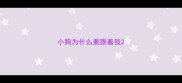 小狗为什么要跟着我