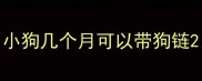 小狗几个月可以带狗链