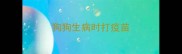 狗狗生病时打疫苗