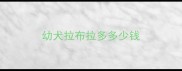 幼犬拉布拉多多少钱