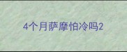 4个月萨摩怕冷吗