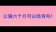 公猫六个月可以绝育吗