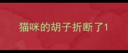 猫咪的胡子折断了