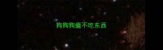 狗狗狗瘟不吃东西