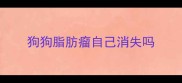 狗狗脂肪瘤自己消失吗