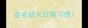 金毛幼犬日常习惯