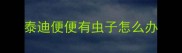 泰迪便便有虫子怎么办