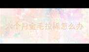 六个月金毛拉稀怎么办
