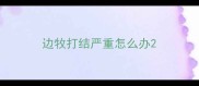 边牧打结严重怎么办