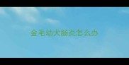 金毛幼犬肠炎怎么办