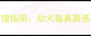 宠物真菌皮肤病家庭护理指南幼犬猫真菌感染安全有效的5种方法