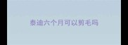 泰迪六个月可以剪毛吗