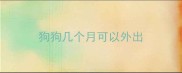 狗狗几个月可以外出