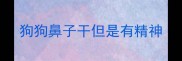 狗狗鼻子干但是有精神