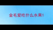 金毛爱吃什么水果