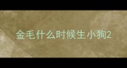 金毛什么时候生小狗