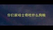 你们家哈士奇吃什么狗粮