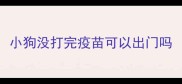 小狗没打完疫苗可以出门吗