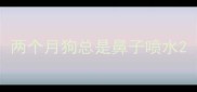 两个月狗总是鼻子喷水