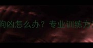 拉布拉多对其他狗狗凶怎么办专业训练方法与行为矫正指南