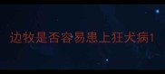 边牧是否容易患上狂犬病
