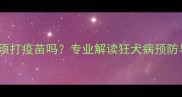 家猫咬人后必须打疫苗吗专业解读狂犬病预防与处理全指南