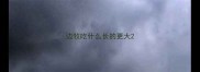 边牧吃什么长的更大