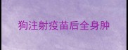 狗注射疫苗后全身肿