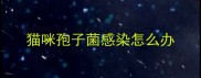 猫咪孢子菌感染怎么办