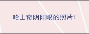 哈士奇阴阳眼的照片