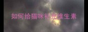 如何给猫咪补充维生素
