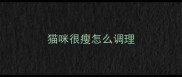 猫咪很瘦怎么调理