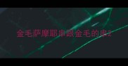 金毛萨摩耶串跟金毛的串