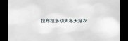 拉布拉多幼犬冬天穿衣