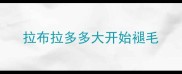 拉布拉多多大开始褪毛